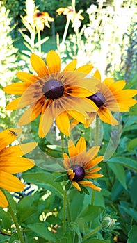 Bright yellow stem garden flowers in full bloom