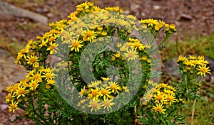 Bright yellow stinking willie flowers blooming in Ireland