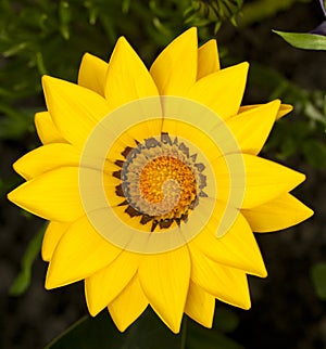Bright yellow summer flower