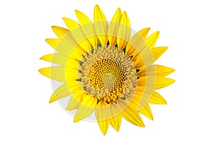 Bright yellow sun flower photo