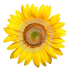 Bright yellow sunflower