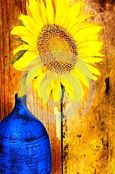 Bright yellow sunflower on a blue vase