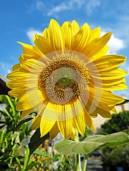 Bright Yellow Sunflower Growing in Garden photo