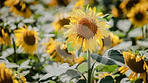 Bright yellow sunflower field with deep blue sky and fluffy clouds in the south of France.