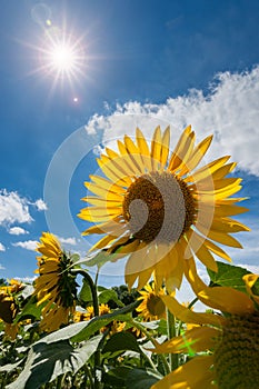 Bright yellow sunflower field with deep blue sky and fluffy clouds in the south of France.