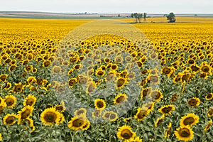 Bright Yellow Sunflower Field in South Dakota