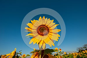 Bright yellow sunflower flower in an agricultural field against a blue sky