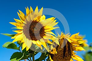 Bright yellow sunflower flower in a field against a blue sky