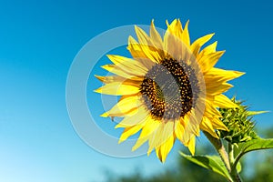 Bright yellow sunflower flower in a field against a blue sky
