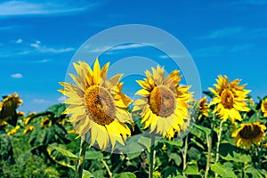 Bright yellow sunflower flower in a field against a blue sky