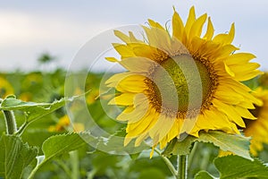 Bright yellow sunflower flower stands against the background of blue summer sky and green field