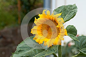 Bright yellow sunflower on green sunny background