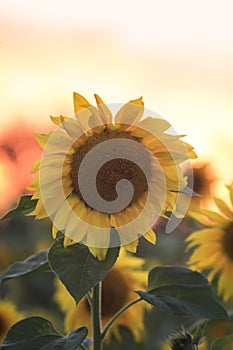 Bright yellow sunflower grows in a field in the village