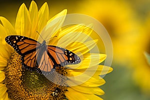 Bright yellow sunflower with Monarch Butterfly and Bumblebee  on a sunny summer morning