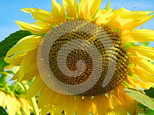 Bright yellow sunflower petals encircle a detailed, patterned brown core