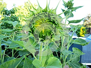 Bright Yellow Sunflower Ready to Bloom