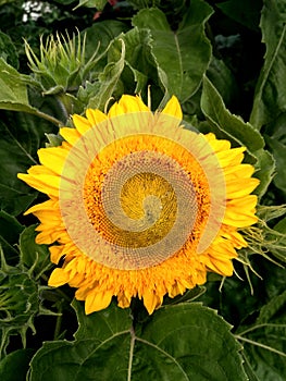 Bright yellow sunflower, similar to the sun