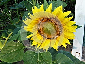Bright Yellow Sunflower for Summer