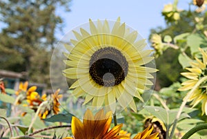 Bright Yellow Sunflower in a Sunny Summer Day.