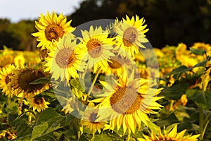 Bright yellow sunflowers