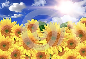 Bright Yellow Sunflowers on a Beautiful Sunny Day