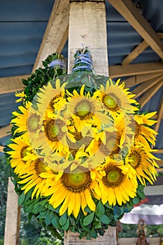 Bright yellow sunflowers for Cuba`s patron saint, El Cobre, Cuba