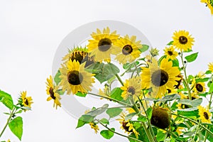 Bright yellow sunflowers with dark middle on a white sky backdrop