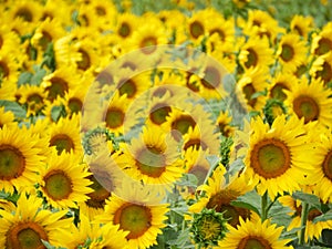 Bright yellow sunflowers grow during summer in the FingerLakes