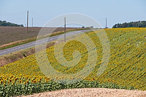 Bright yellow sunflowers growing in a field in a farming area near Chinon in the Loire Valley, France.