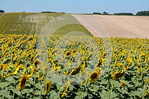 Bright yellow sunflowers growing in a field in a farming area near Chinon in the Loire Valley, France.