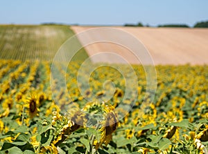 Bright yellow sunflowers growing in a field in a farming area near Chinon in the Loire Valley, France.