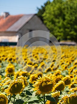 Bright yellow sunflowers growing in a field in a farming area near Chinon in the Loire Valley, France.