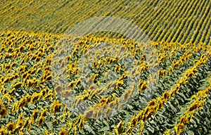 Bright yellow sunflowers growing in a field in a farming area near Chinon in the Loire Valley, France.