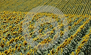 Bright yellow sunflowers growing in a field in a farming area near Chinon in the Loire Valley, France.