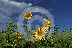 bright yellow sunflowers growing in a field on a sunny summer day