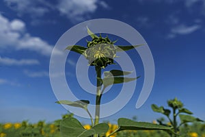 bright yellow sunflowers growing in a field on a sunny summer day