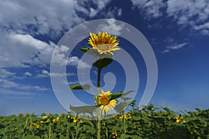 bright yellow sunflowers growing in a field on a sunny summer day