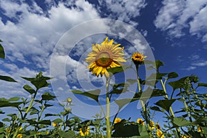bright yellow sunflowers growing in a field on a sunny summer day