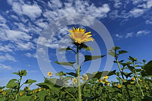 bright yellow sunflowers growing in a field on a sunny summer day