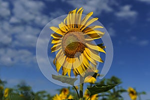 bright yellow sunflowers growing in a field on a sunny summer day