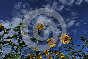 bright yellow sunflowers growing in a field on a sunny summer day