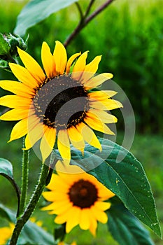 Bright yellow sunflowers growing wild next to the road.