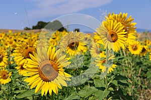 Bright yellow sunflowers Helianthus annuus on a field on a summer sunny day