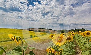 Bright yellow sunflowers in huge field in Tuscany