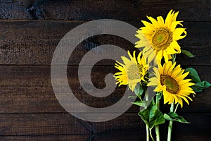 Bright yellow sunflowers on natural rustic texture wooden board. Mockup banner with flowers of the sunflower on dark background