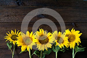 Bright yellow sunflowers on natural rustic texture wooden board. Mockup banner with flowers of the sunflower on dark background