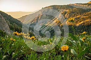 Bright Yellow Sunflowers Reach For the Morning Light Over Granite Canyon