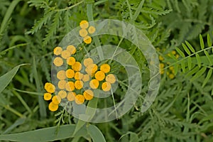 Bright yellow tansy flowers, closeup