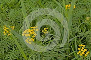 Bright yellow tansy flowers, closeup