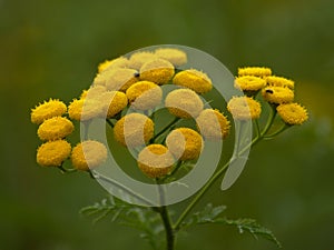 Bright yellow tansy flowers - Tanacetum vulgare
